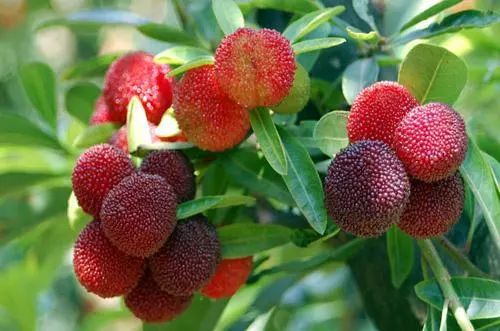 龍臺山生態(tài)園楊梅成熟，邀您共享采摘樂趣