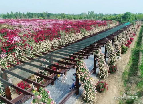 美呆了！邳州再現(xiàn)網(wǎng)紅打卡地——生態(tài)園